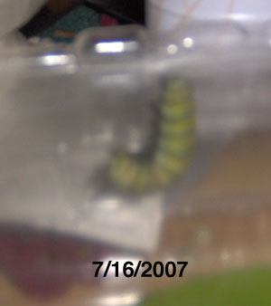 Butterfly Hatching