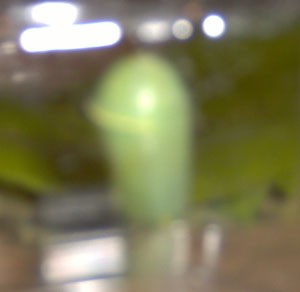 Butterfly Hatching