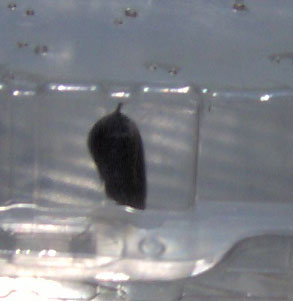 Butterfly Hatching