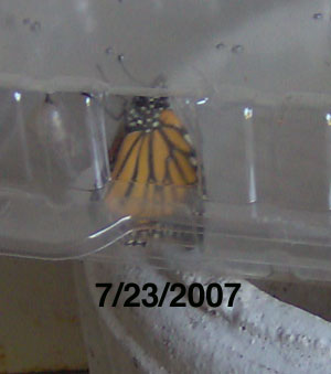 Butterfly Hatching