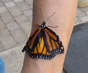 Butterfly Hatching