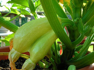 Conjoined Yellow Squash