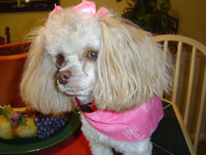 Crickett (Toy Poodle)
