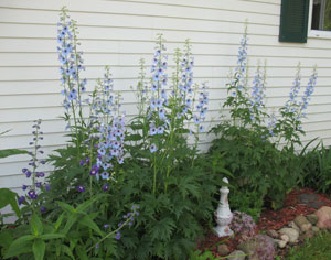 Tracy's Delphiniums