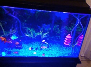 Keeping Your Aquarium Clean
