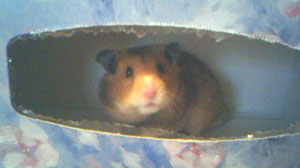 Freddie (Siberian Hamster)