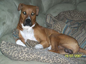 Harley (Great Dane/Boxer)