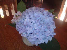 Huge Hydrangea Bloom