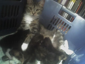 Izzy (Domestic House Cat)