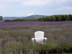 Lavender and Mt. Hood