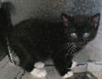 Magnum the Kitten