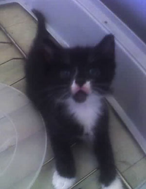 Marble the Cat