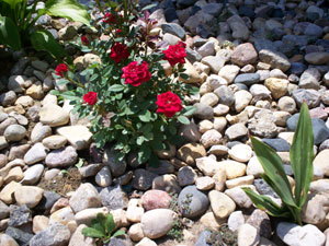 Keeping Mini Roses Alive