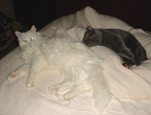 Mitten (White Norwegian Forest Cat)