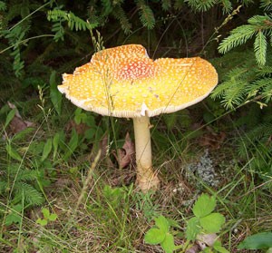 Amanita Muscaria/Fly Agaric?