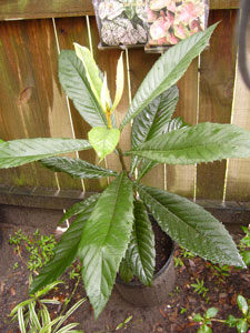 What Is This Plant?