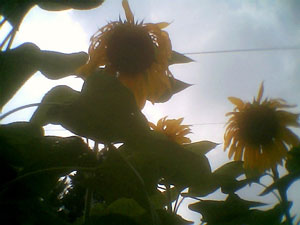 Giant Sunflowers