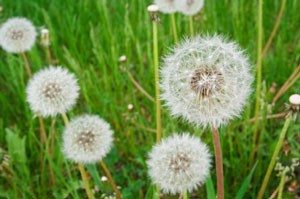 Natural Weed Control