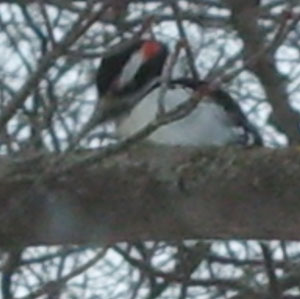 Woodpecker