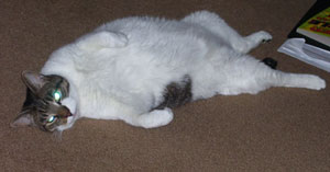 Ziggy (Domestic Shorthair Cat)