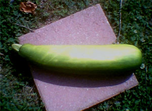 Giant Zucchini