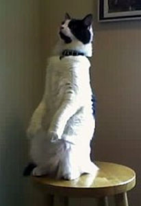 Bugsy (Domestic Long Hair)