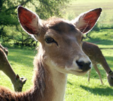 Preventing Deer From Eating Roses