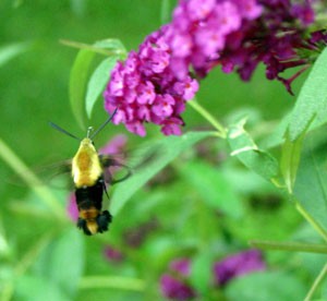 Hummingbird Clearwing Moth