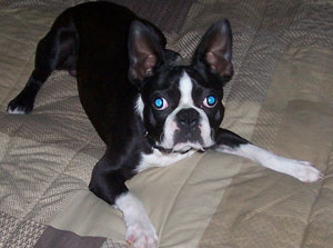Oreo (Boston Terrier)