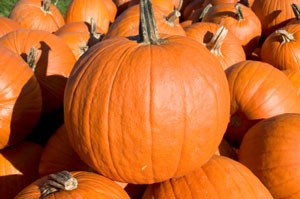 How to Harvest Pumpkins Properly
