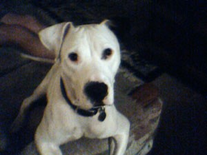 Condo Manager Evicting My Dog