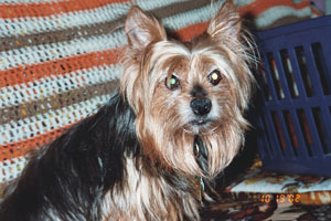 In Memory of Toby
