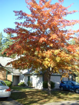 Maple Leaves Changing Color