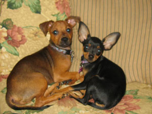 Bailey and Lexi (Min-Pin/Chihuahua)