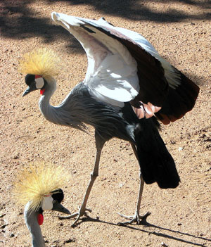 Cheyenne Zoo in Colorado Springs