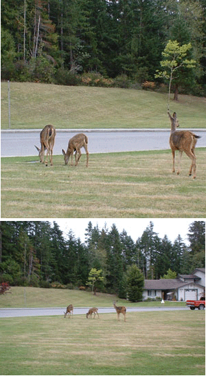 Deer In Silverdale, WA