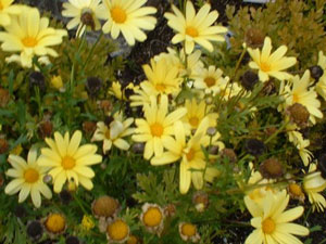 The Last of Summer Flowers