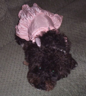 Lexie (Schnauzer/Poodle)