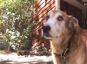 Memorial to Our Girl Maggie (Golden Retriever Mix)