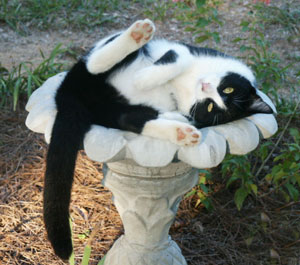 Mr. Kitty Keeping His Cool!