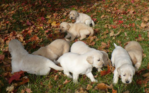 LuLu and Wayas' Puppies (Golden Retrievers)