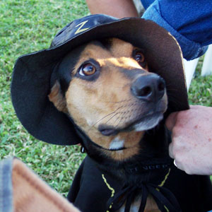 Tobias as Zorro (italian Greyhound/Beagle)