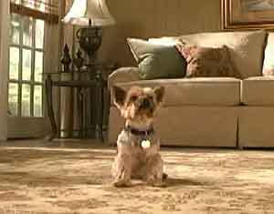 Virtual Dog