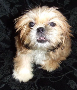 Pom Shih Tzu Mix Breed