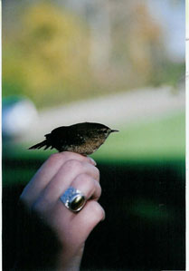 Birds Showing Up at Your Bird Feeder