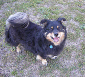 What Kind of Dog is Buddy?