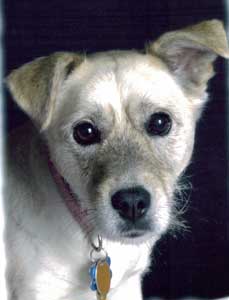 Corgi+jack+russell+mix+puppies