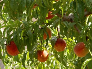 Growing Peach Trees from Pits