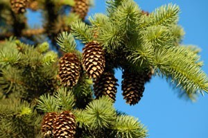 Growing a Pine Tree