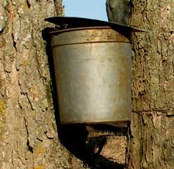 Making Your Own Maple Syrup